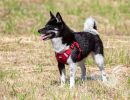2023 06 17 spaziergang yumi