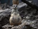 2021 05 30 zoo aschersleben